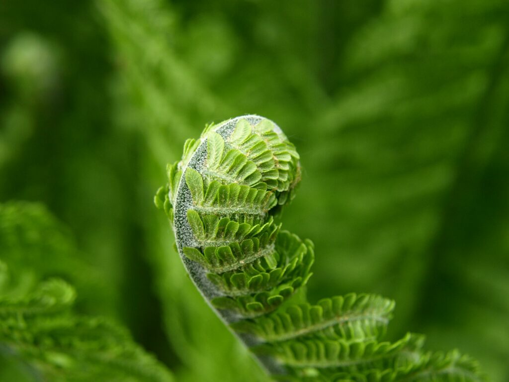 Detailed close-up of a vibrant green fern frond unfurling, symbolizing growth.